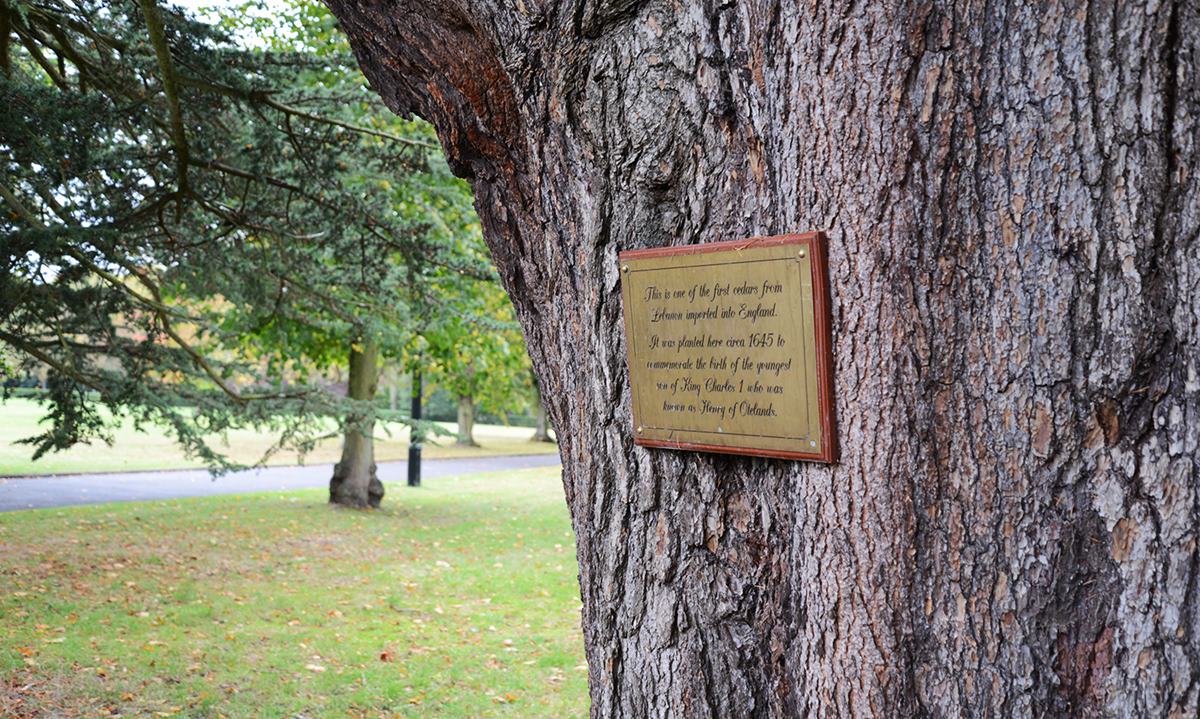 Oatlands Park Hotel cedar tree